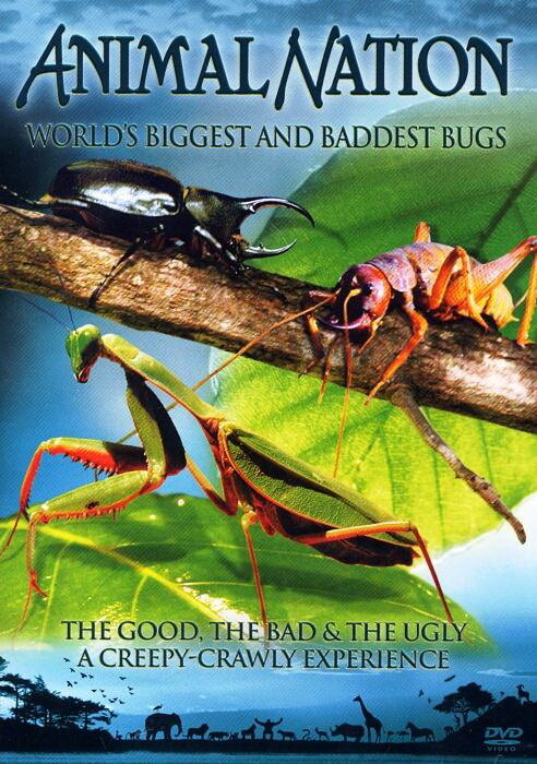 Самые большие и страшные жуки в мире (2009) постер