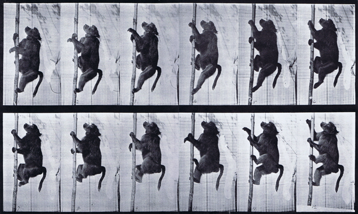 Baboon Climbing a Pole (1887) постер